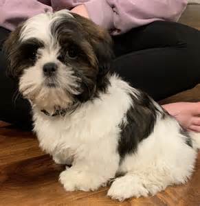 Family and Kennel Photos. . Shih tzu puppies for sale under 800